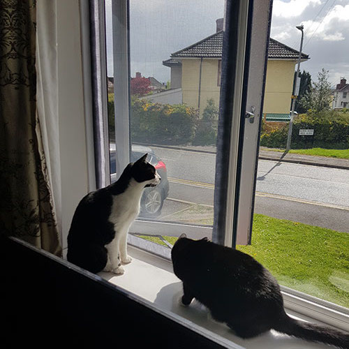 Raamgaas Voor Katten, afbeelding 9